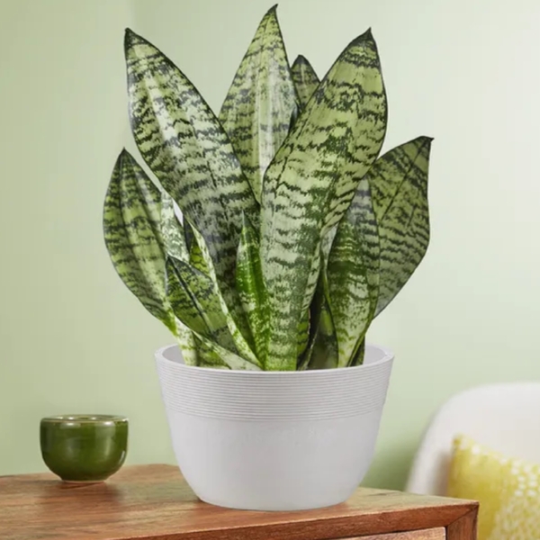 Snake Plant