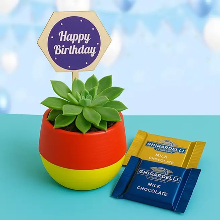 Echeveria Birthday Gift Combo