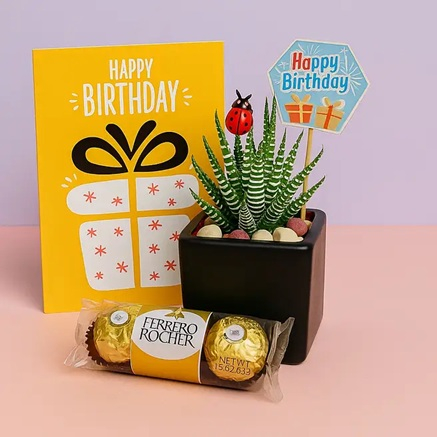 Zebra Haworthia Birthday Hamper