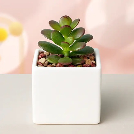 Jade Succulent White Pot