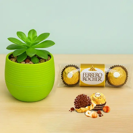 Kiwi Aeonium with Ferrero