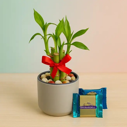 Lucky Bamboo & Ghirardelli Combo