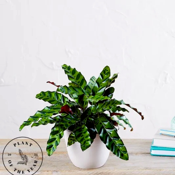 Best Wishes with Calathea