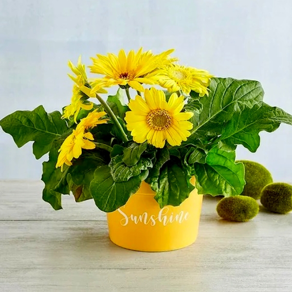 Summer Gerbera Daisy