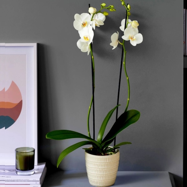 Luxury White Phalaenopsis Orchid