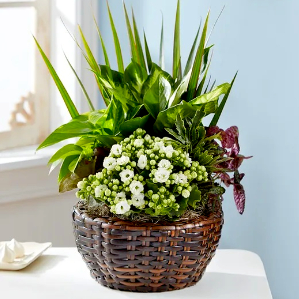 Beautiful Dish Garden