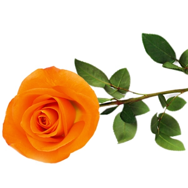Single Orange Rose