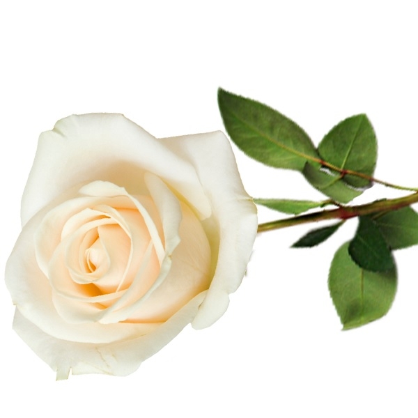 Single White Rose