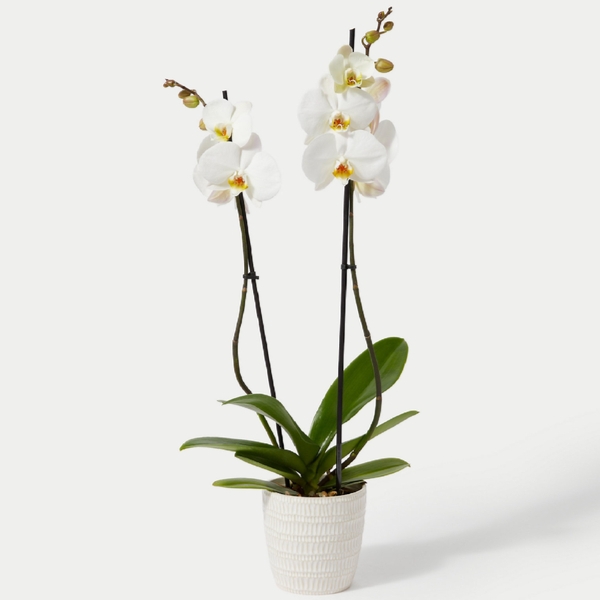 Phalaenopsis Orchid