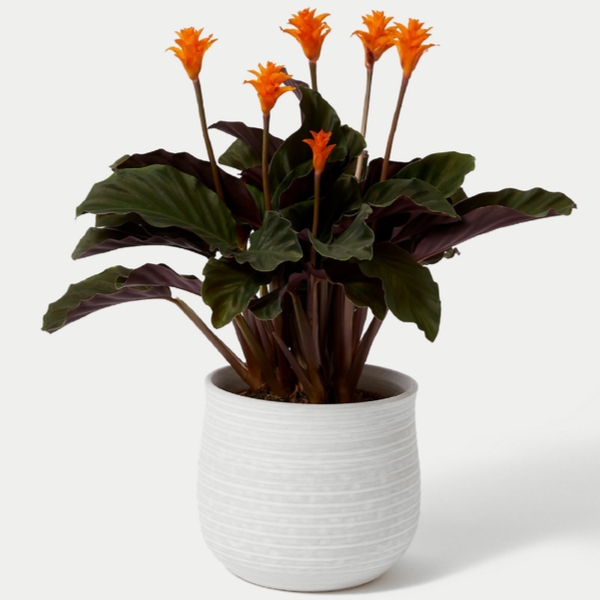 Calathea Planter