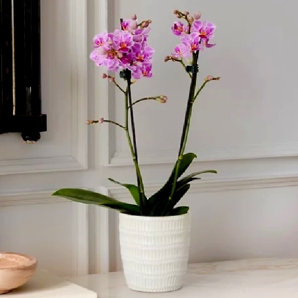 Pink Phalaenopsis Orchid