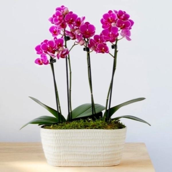 Duo Phalaenopsis Orchid