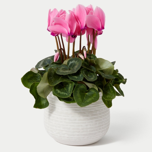 Cyclamen in Ceramic Pot