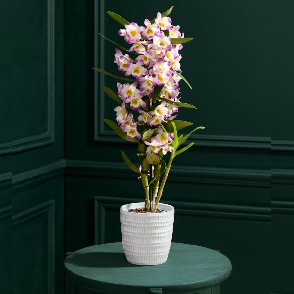 Pink Dendrobium in Ceramic Pot