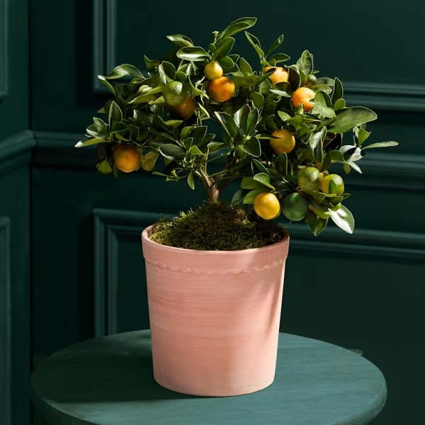 Citrus Tree in Ceramic Pot