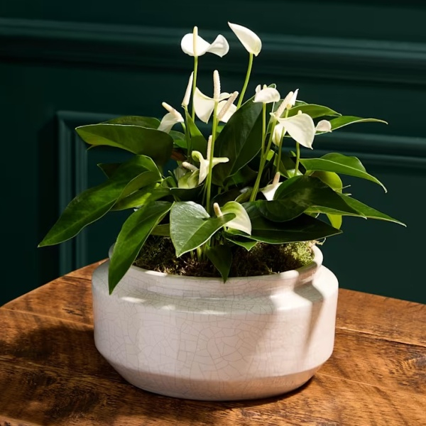 Anthurium Centrepiece with Ceramic Bowl