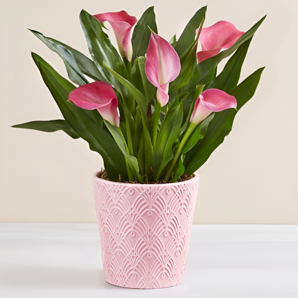 Sweet Blooms Calla Lily