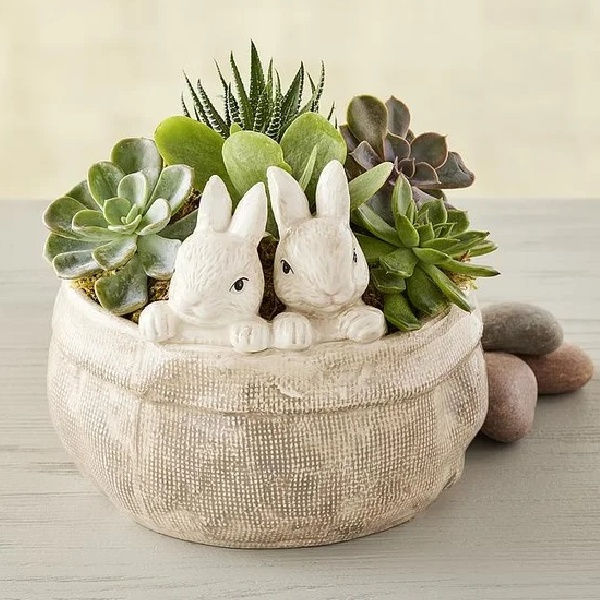 Succulents in Bunny Bag Planter