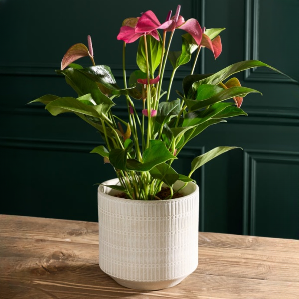 Purple Anthurium in Ceramic Pot
