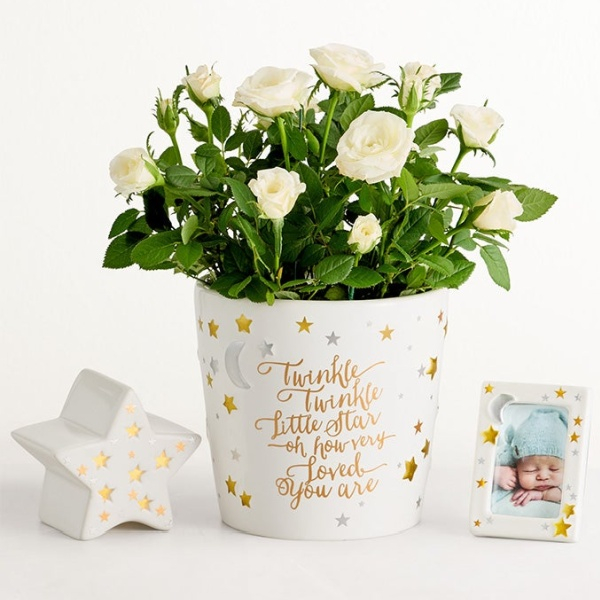 Twinkle Twinkle Baby Rose Plant