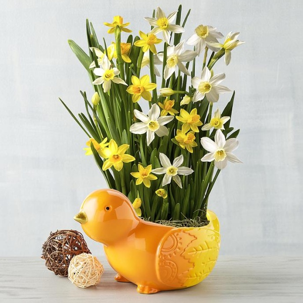 Daffodil in Spring Planter