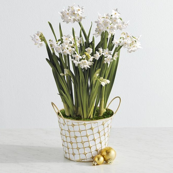 Paperwhites Gift