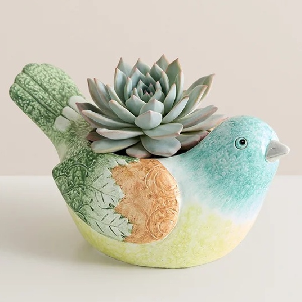 Garden Songbird Succulent