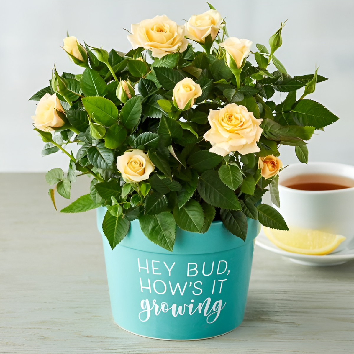 "Hey Bud, How’s It Growing” Plant Gift