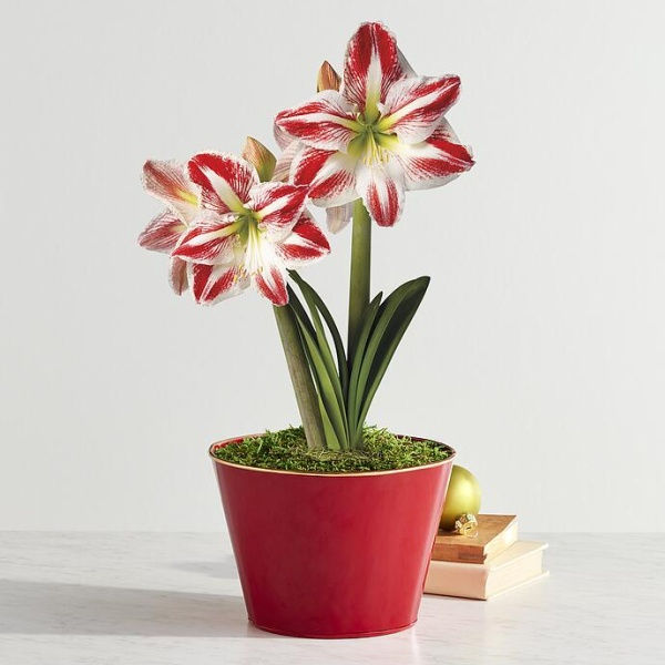 Candy Single Cane Amaryllis