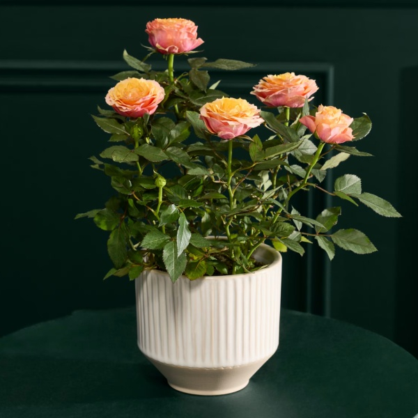 Miniature Rose Ceramic