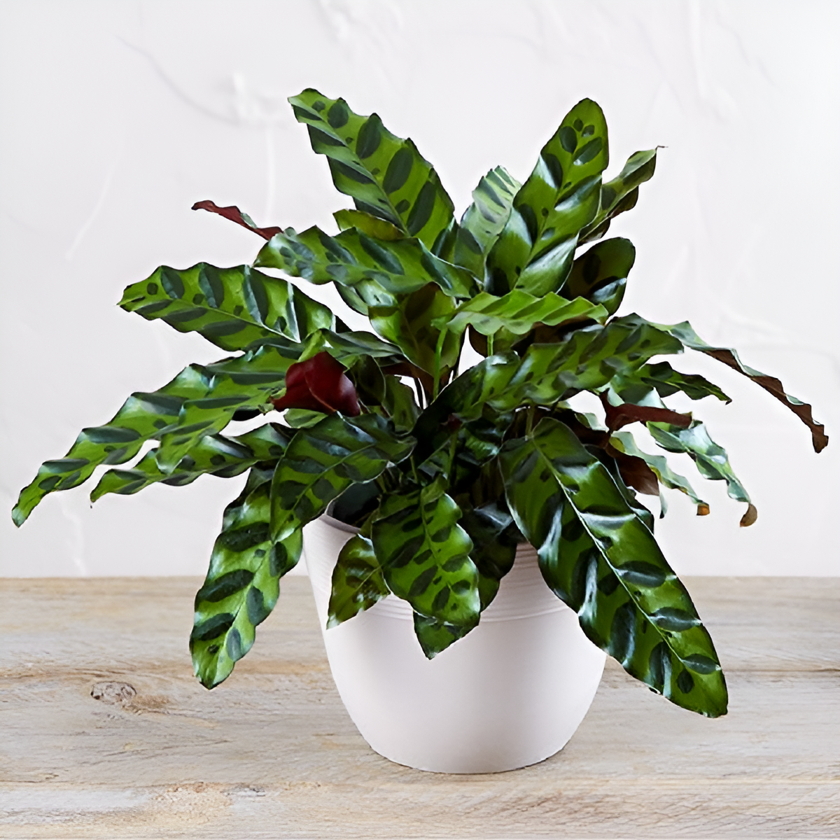 Best Wishes with Calathea