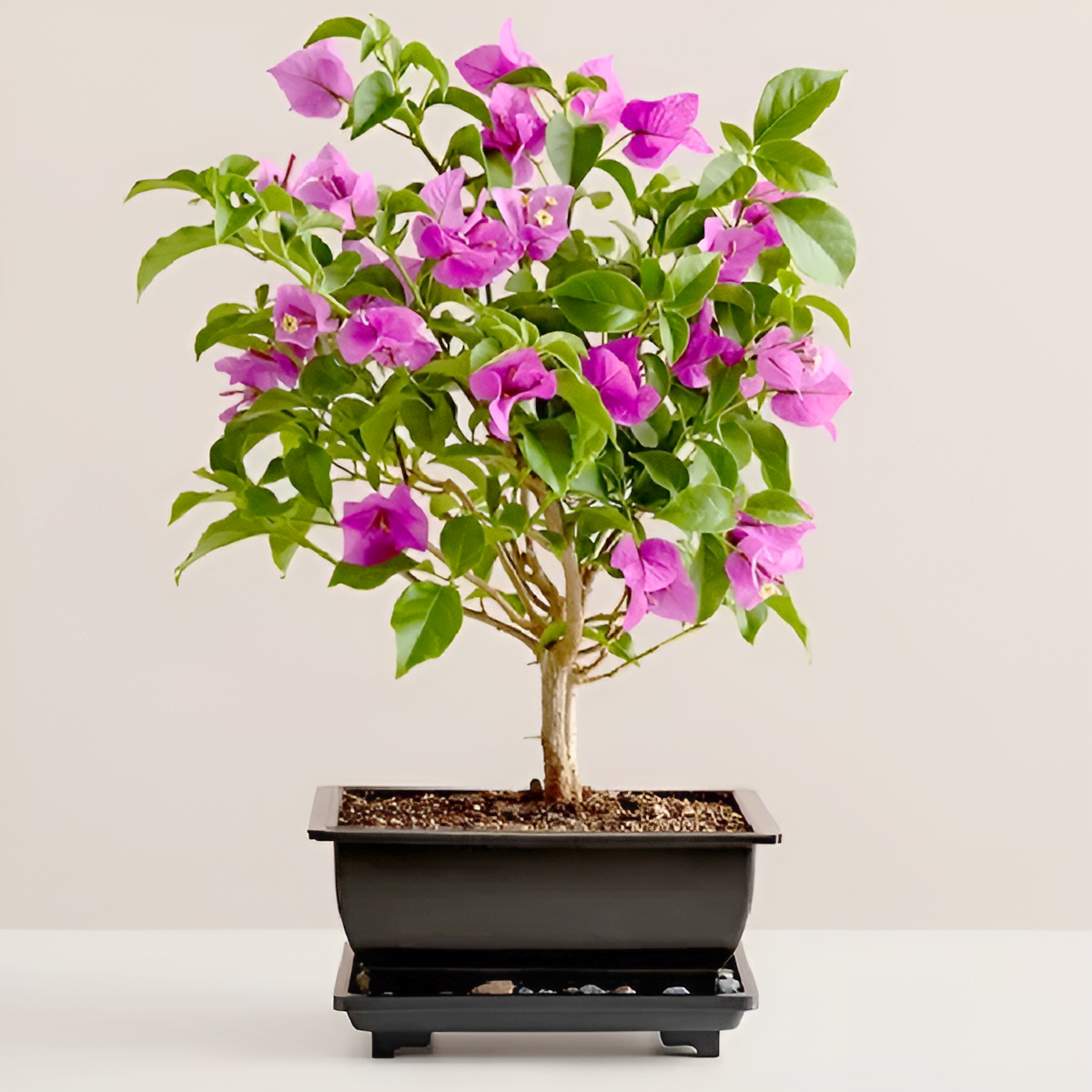 Bougainvillea Bonsai
