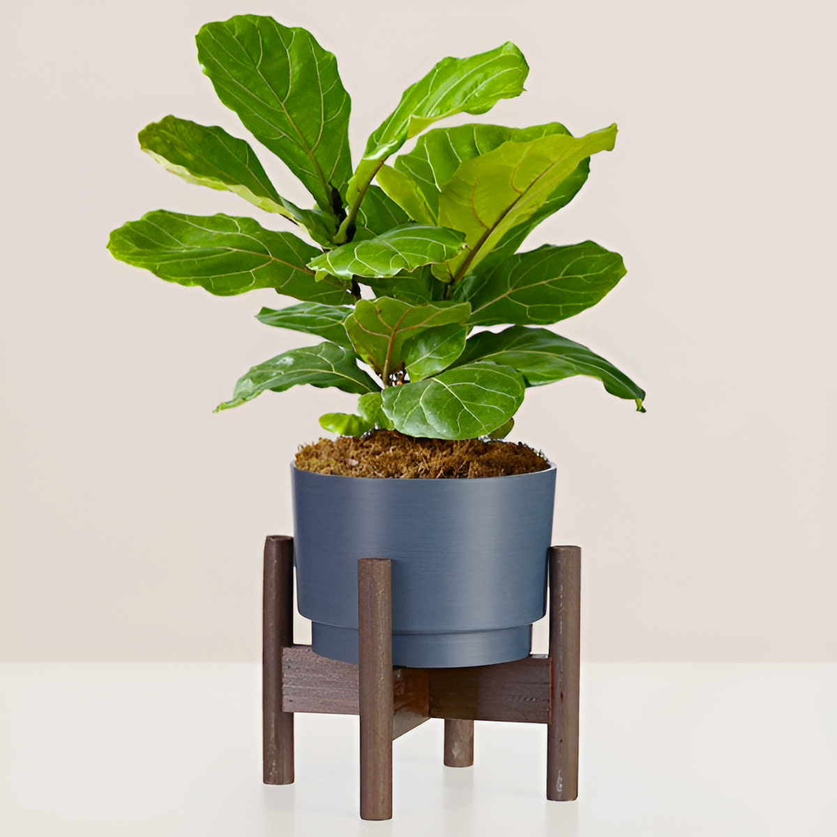 Fiddle Leaf Fig Plant