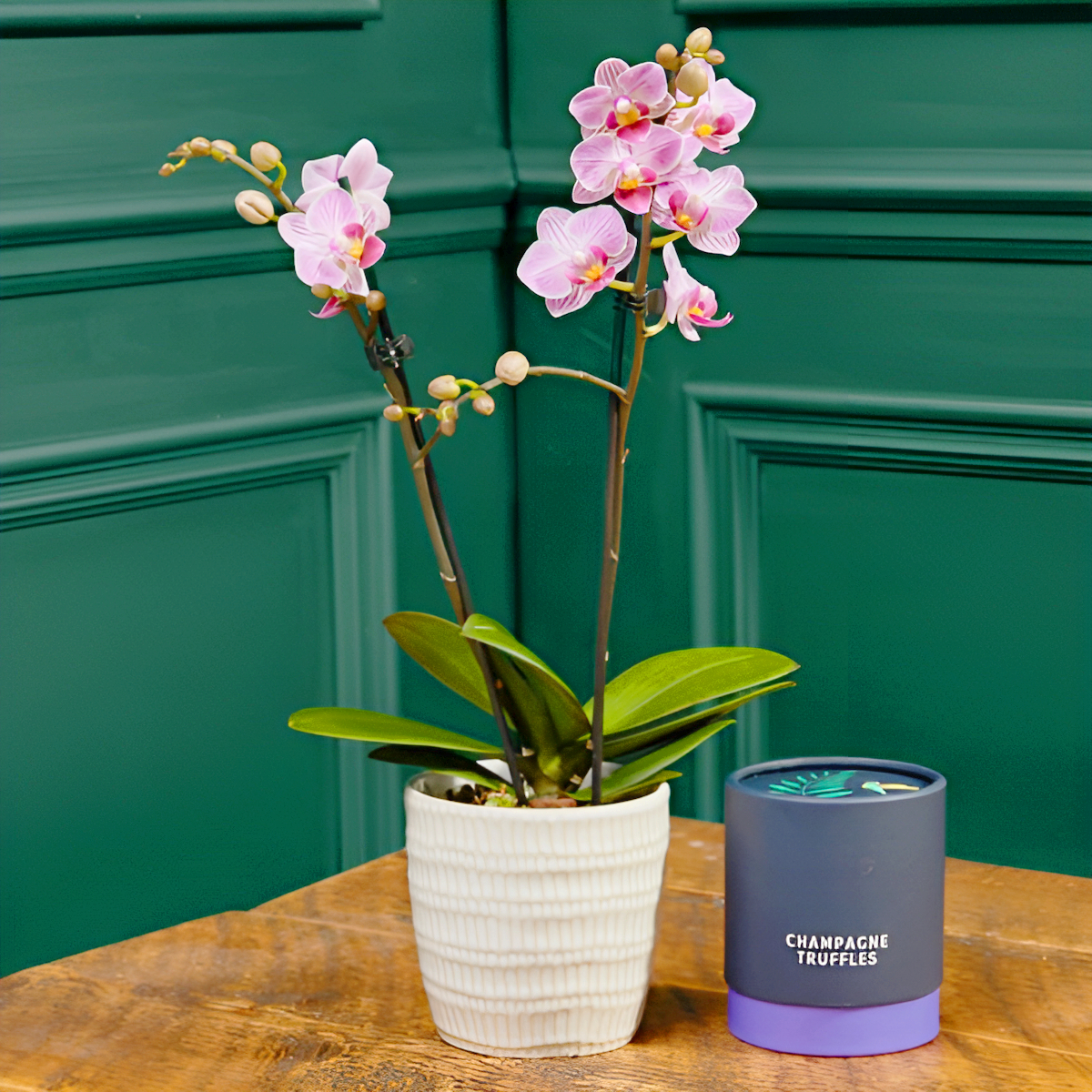 Pink Phalaenopsis Orchid Ceramic & Swiss Truffles Bundle