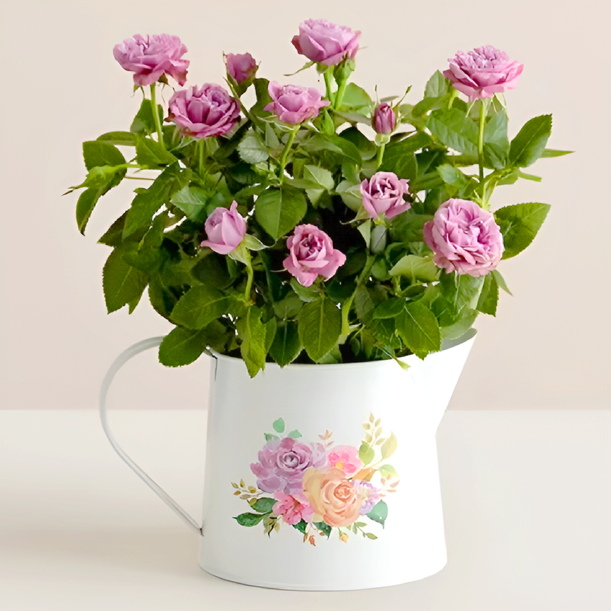 Mothers Day Rose Plant