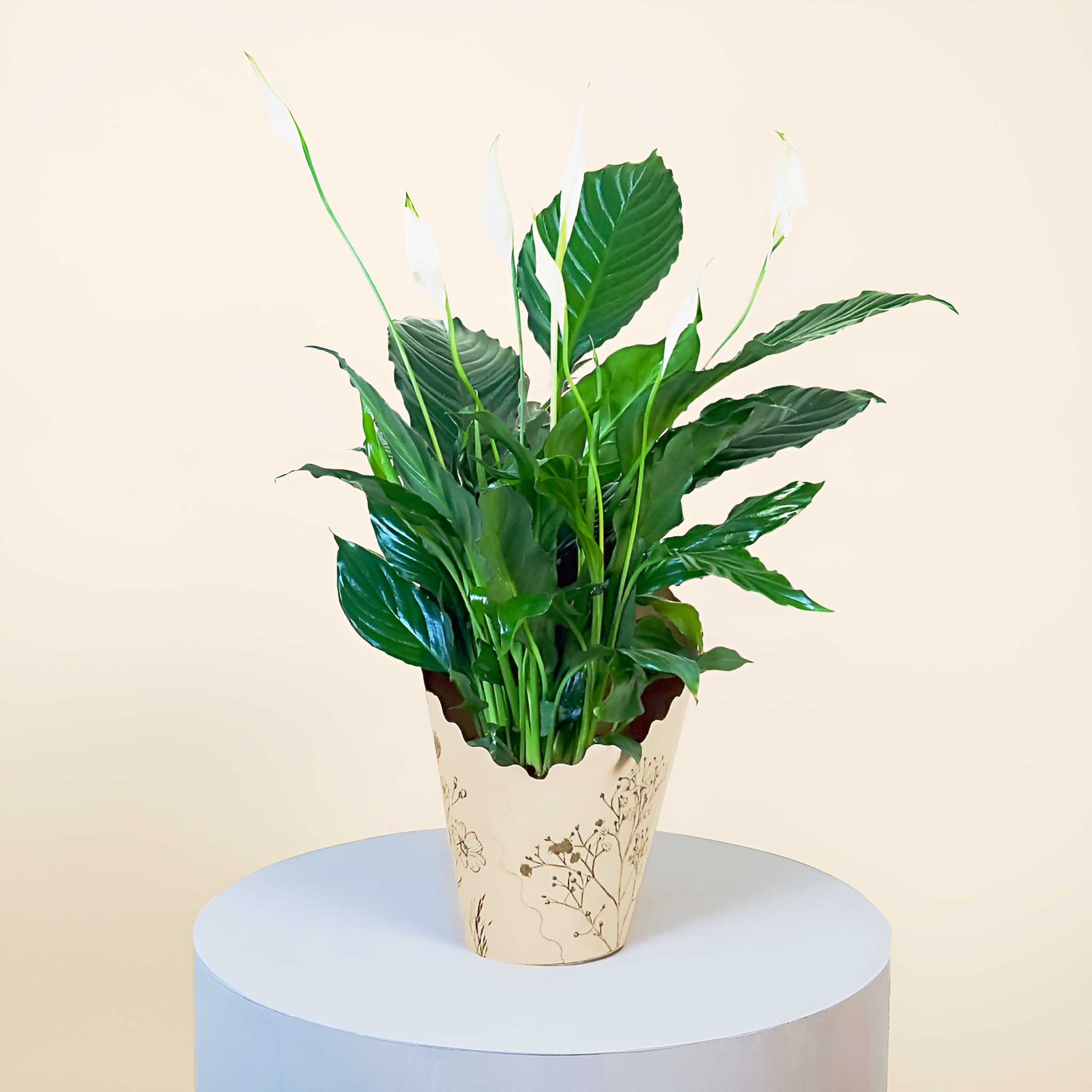 Calming Peace Lily