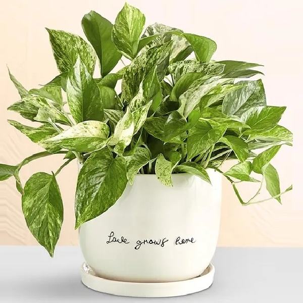 Love Grows Here Pothos Plant