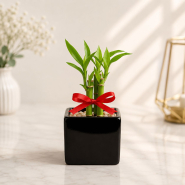 Lucky Bamboo in Ceramic Black