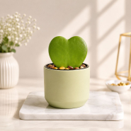 Sweetheart Hoya in Green Pot
