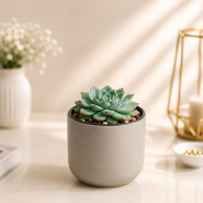 Echeveria Gray in Ceramic Pot