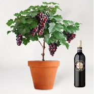 Grapevine And Red Wine Set