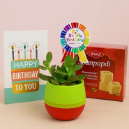 Jade Succulent Birthday Hamper