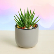 Zebra Haworthia Gray Pot