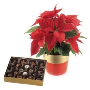 Poinsettia Plant and Holiday Chocolates