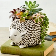 Hedgehog Succulent