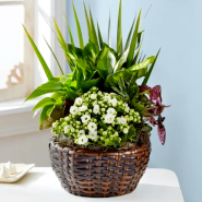 Beautiful Dish Garden