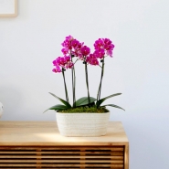 Duo Phalaenopsis Orchid