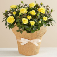 Rose Plant in Natural Wrap