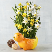 Daffodil in Spring Planter