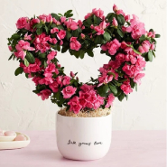 Pretty In Pink Azalea